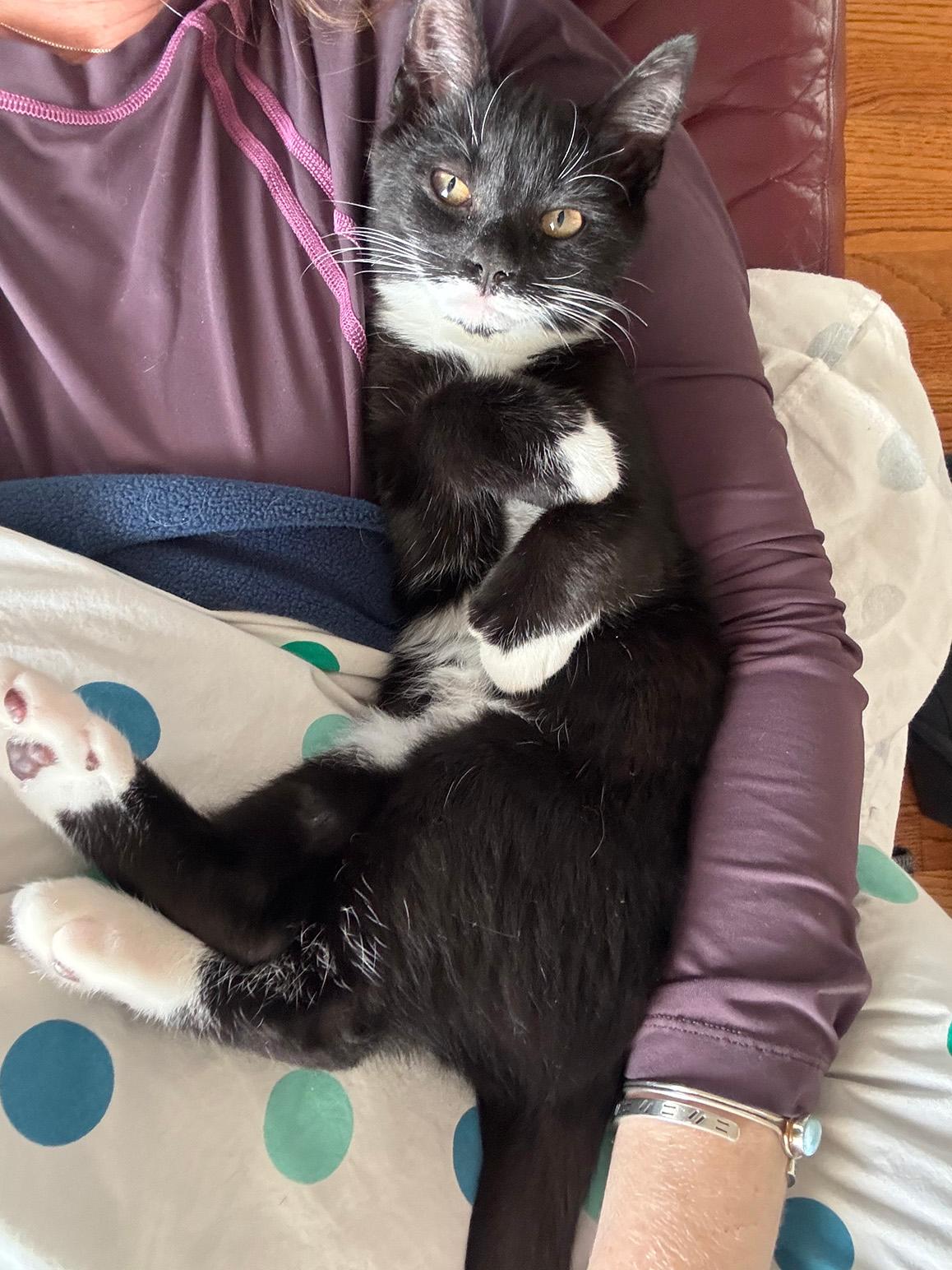 Enlarge Proton, an adopted Domestic Medium Hair in Fair Haven, VT image 1/4