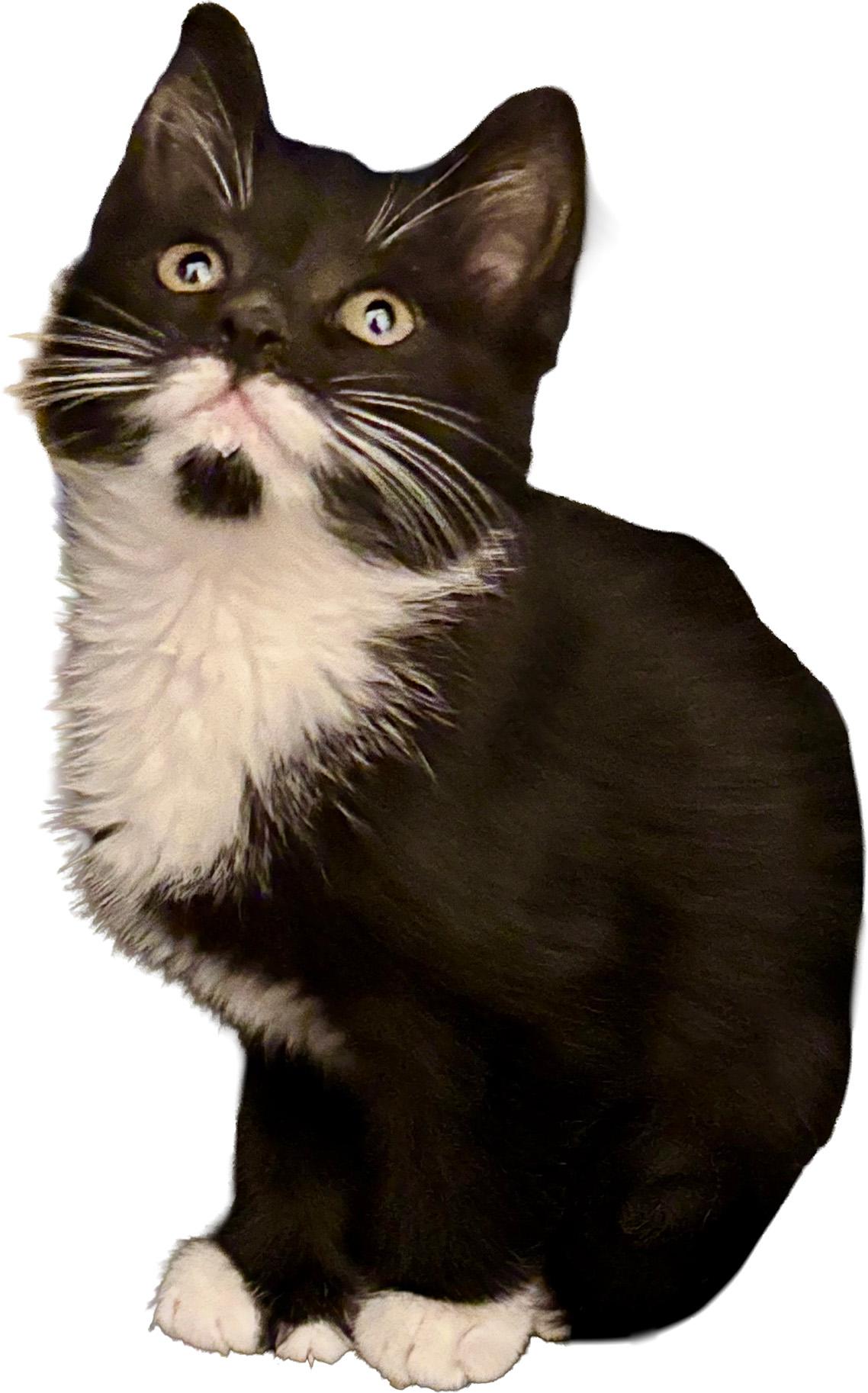 Enlarge Proton, an adopted Domestic Medium Hair in Fair Haven, VT image 2/4