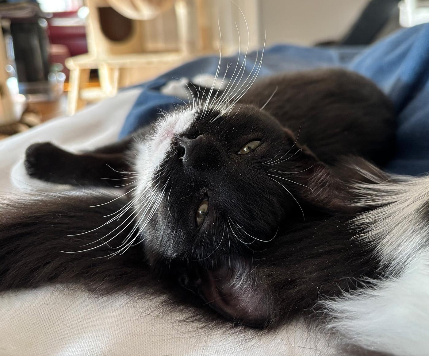 Enlarge Proton, an adopted Domestic Medium Hair in Fair Haven, VT image 3/4