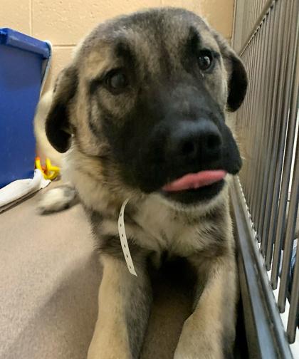 Enlarge Merry, a Adoptable mixed breed in Madison, WI image 1/3