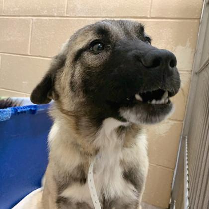 Enlarge Merry, a Adoptable mixed breed in Madison, WI image 2/3