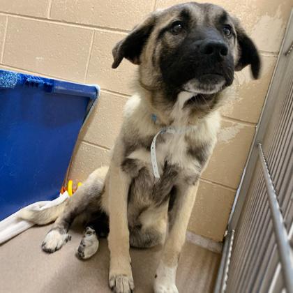 Enlarge Merry, a Adoptable mixed breed in Madison, WI image 3/3