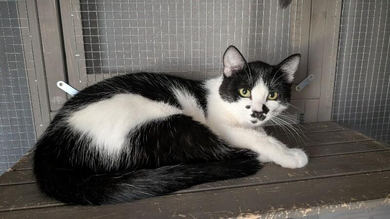 Moon, a Adoptable Domestic Short Hair in Grand Rapids, MI image 2/5