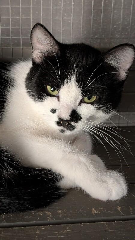 Moon, a Adoptable Domestic Short Hair in Grand Rapids, MI image 3/5