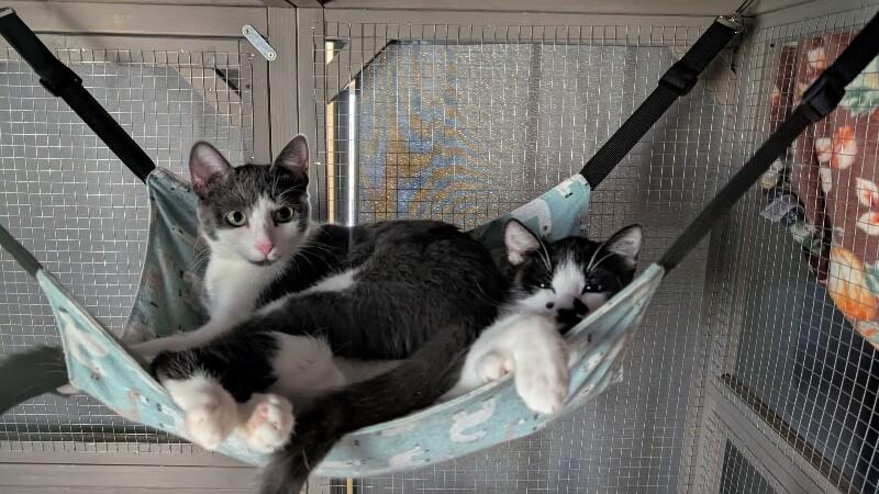 Moon, a Adoptable Domestic Short Hair in Grand Rapids, MI image 4/5