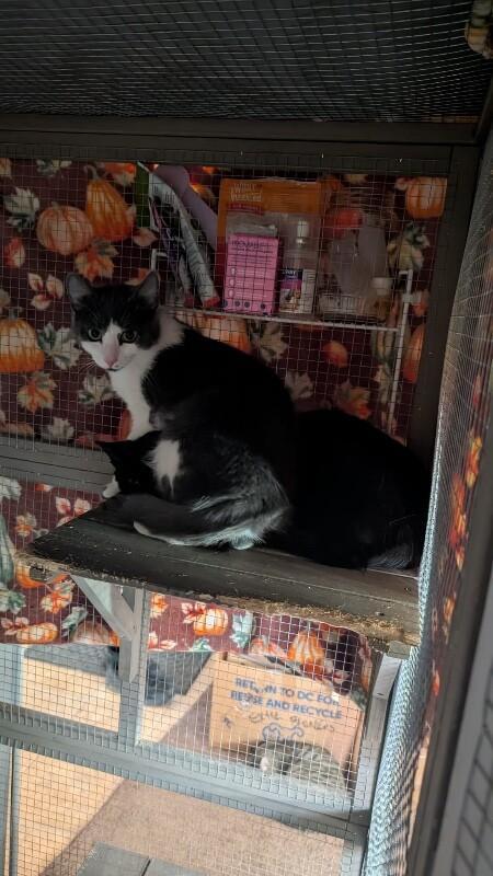 Moon, a Adoptable Domestic Short Hair in Grand Rapids, MI image 5/5