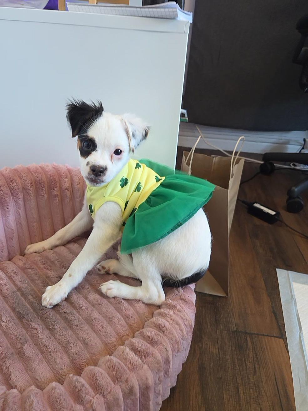 Sage, adopted, Puppy Female Chihuahua & Terrier.