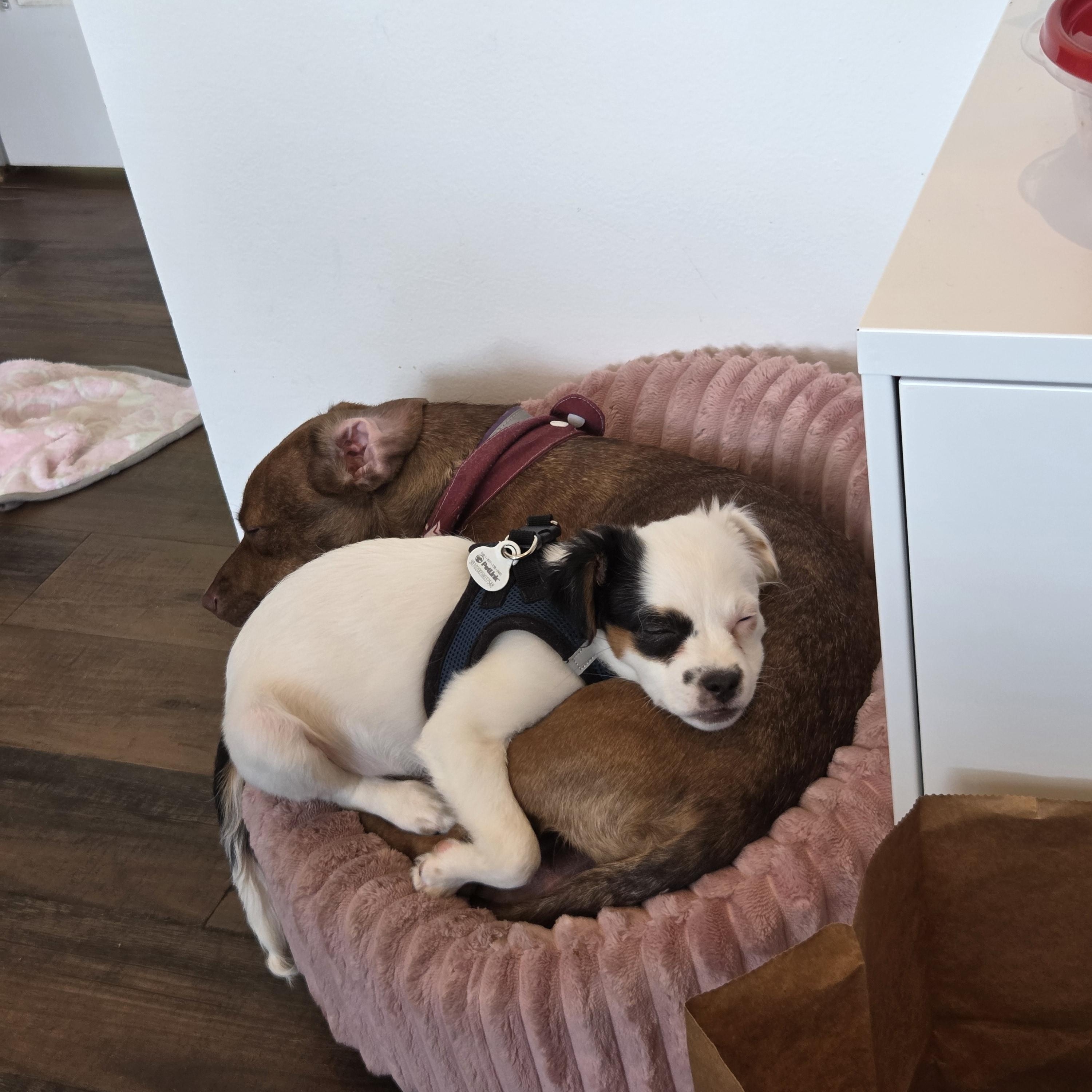 Enlarge Sage, an adopted mixed breed in West Hollywood, CA image 4/6