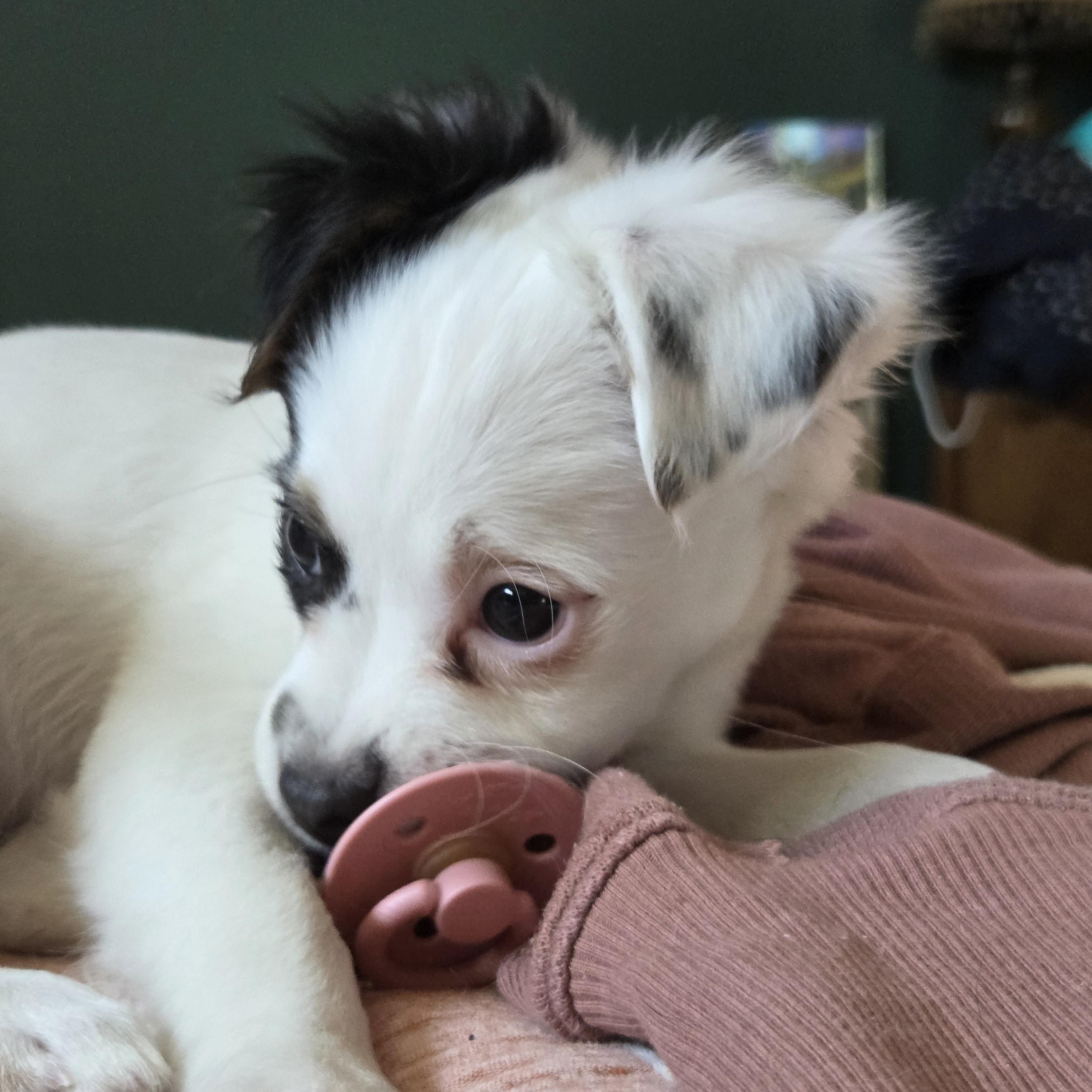 Enlarge Sage, an adopted mixed breed in West Hollywood, CA image 2/6