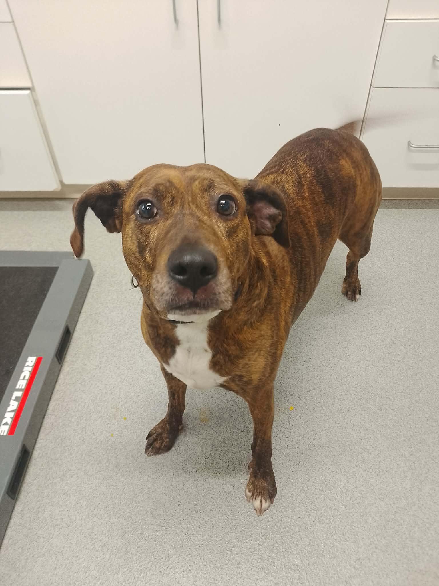 Bindi , ADOPTABLE, Adult Female Mixed Breed.