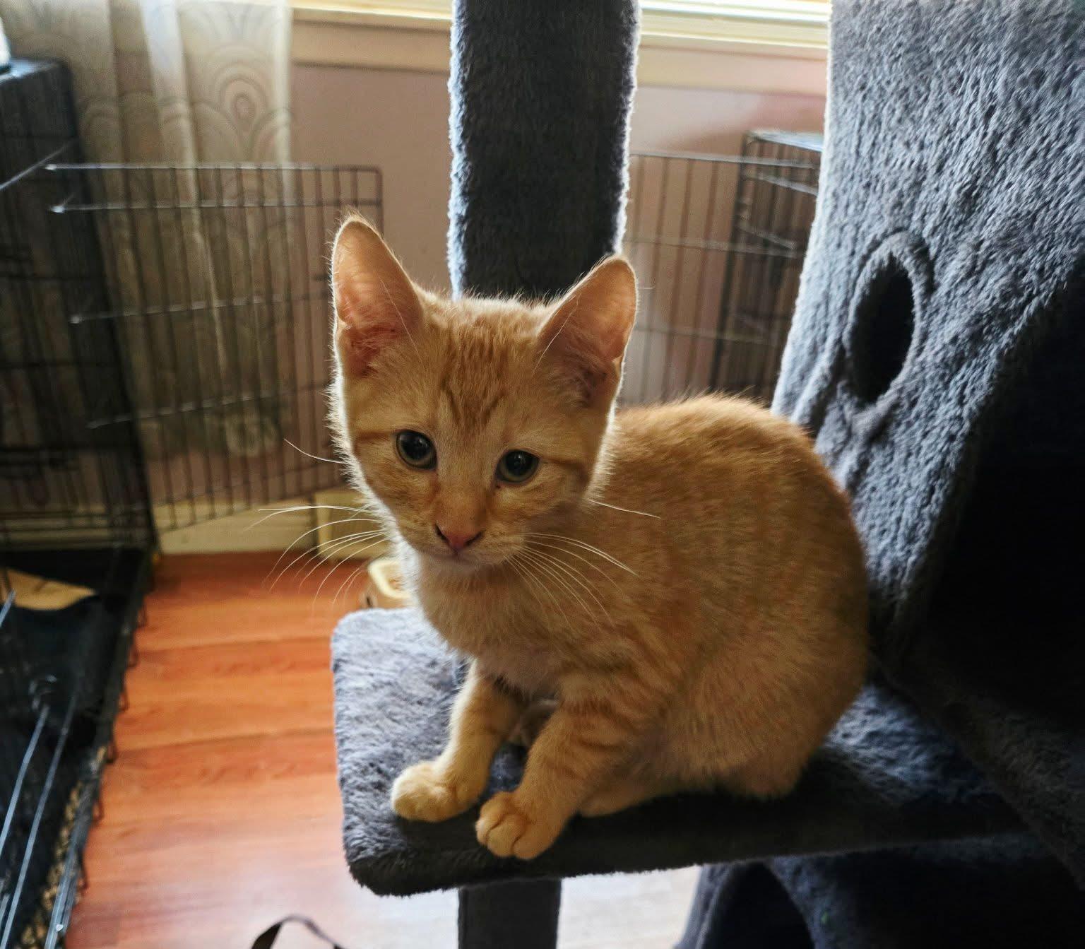 Enlarge Scrat, an adoptable Domestic Short Hair in Manhattan, KS image 1/1