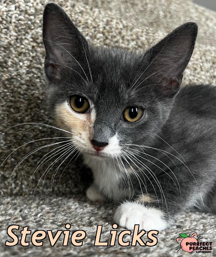Enlarge Stevie Licks, a Adoptable mixed breed in Douglasville, GA image 1/2