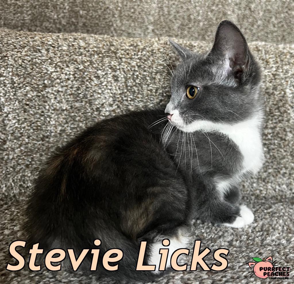 Enlarge Stevie Licks, a Adoptable mixed breed in Douglasville, GA image 2/2