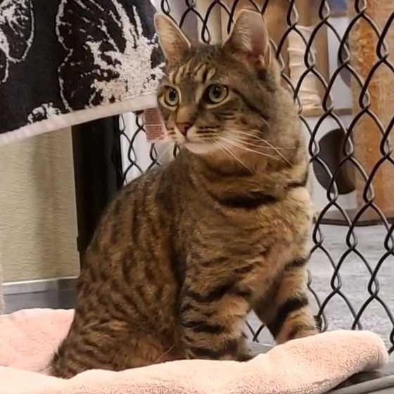 Enlarge Pawtucket, an adopted Domestic Short Hair in Waltham, MA image 2/6