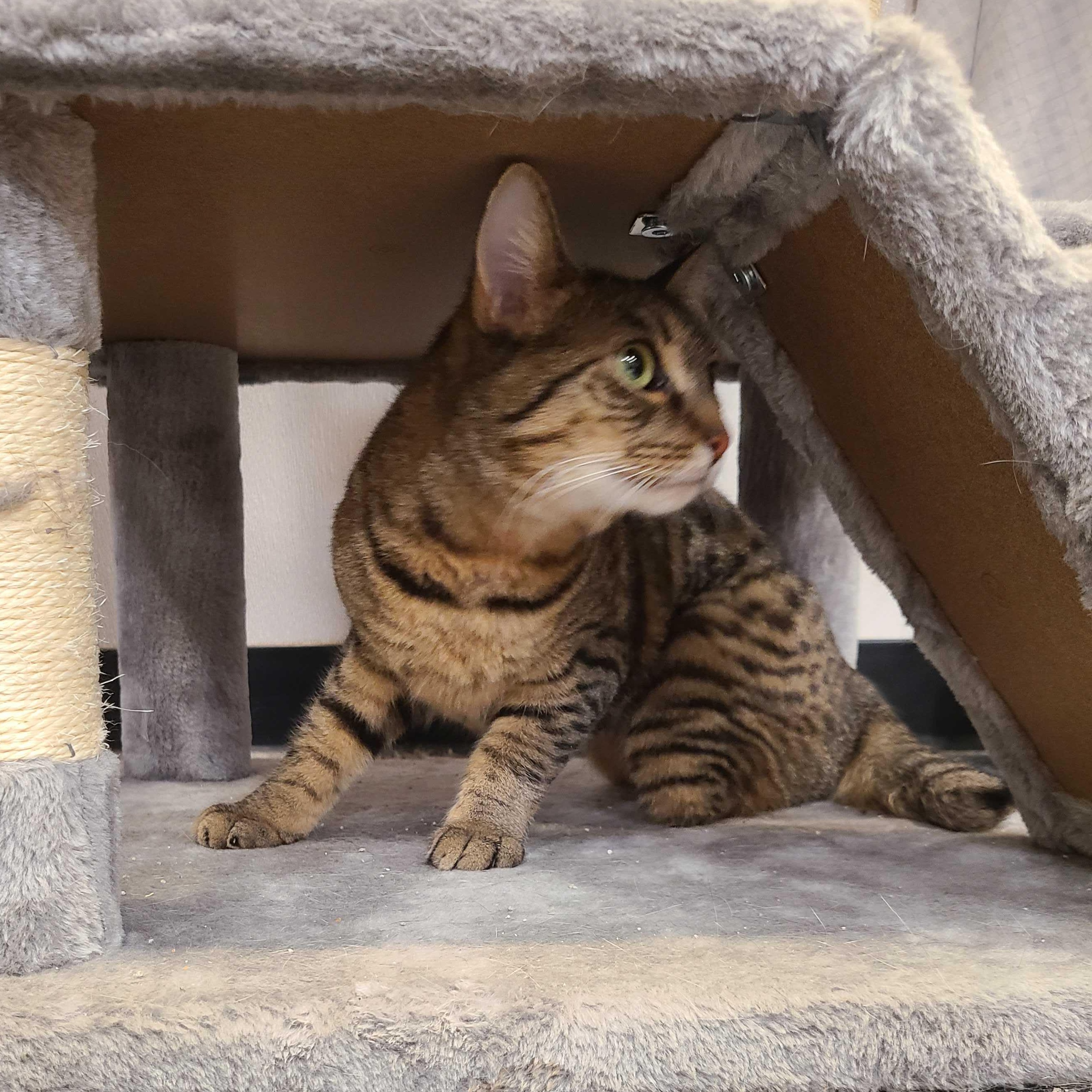 Enlarge Pawtucket, an adopted Domestic Short Hair in Waltham, MA image 4/6