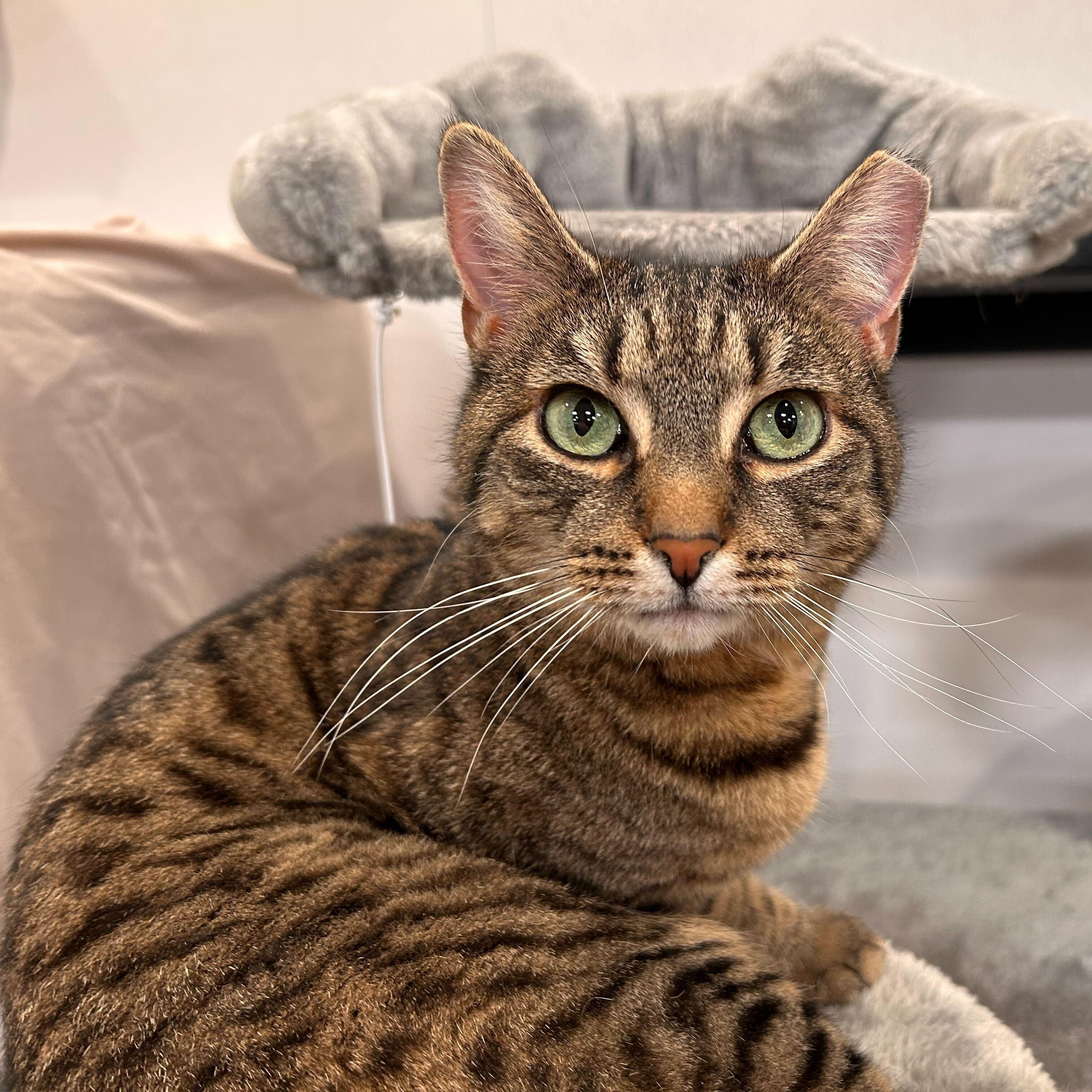 Enlarge Pawtucket, an adopted Domestic Short Hair in Waltham, MA image 1/6