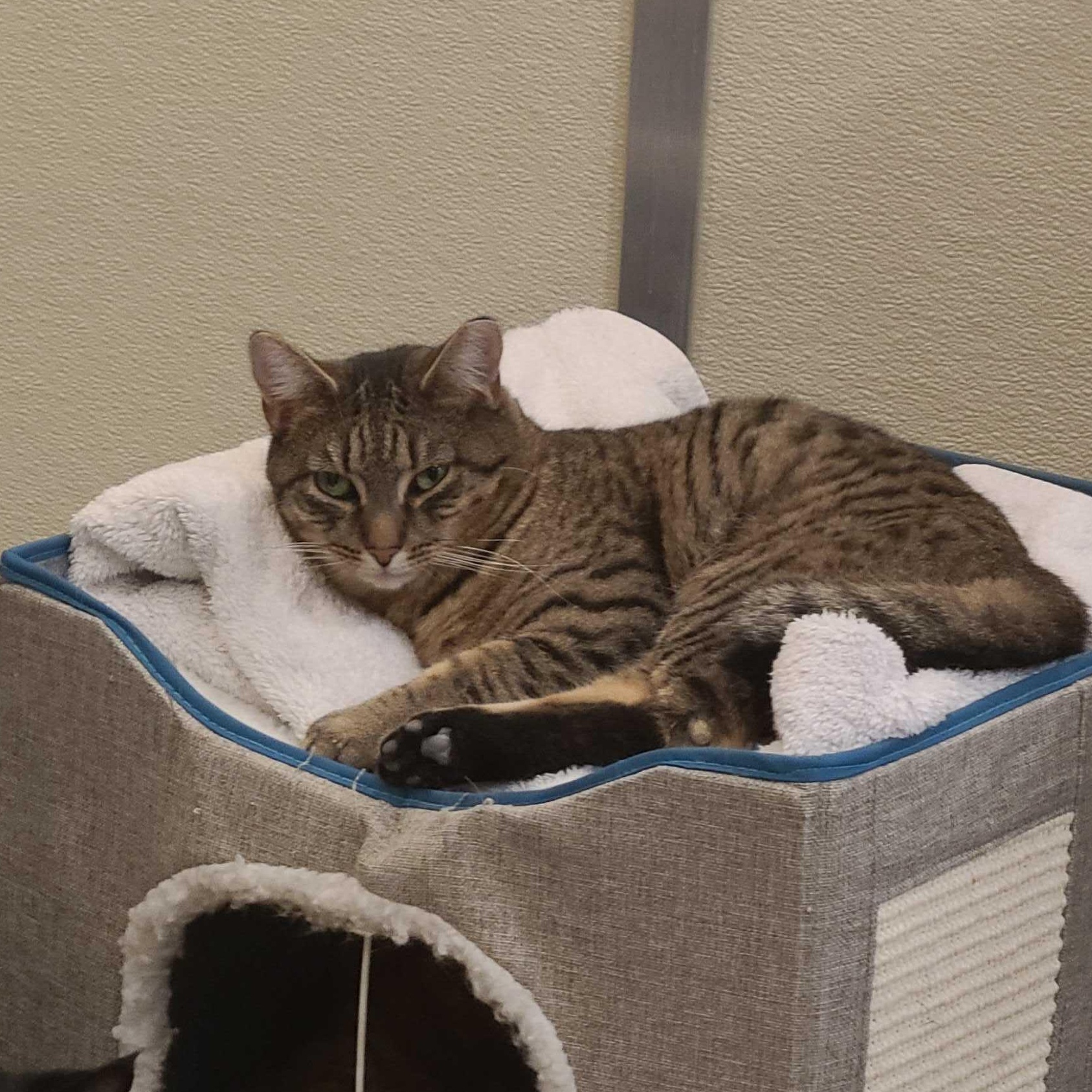 Enlarge Pawtucket, an adopted Domestic Short Hair in Waltham, MA image 5/6