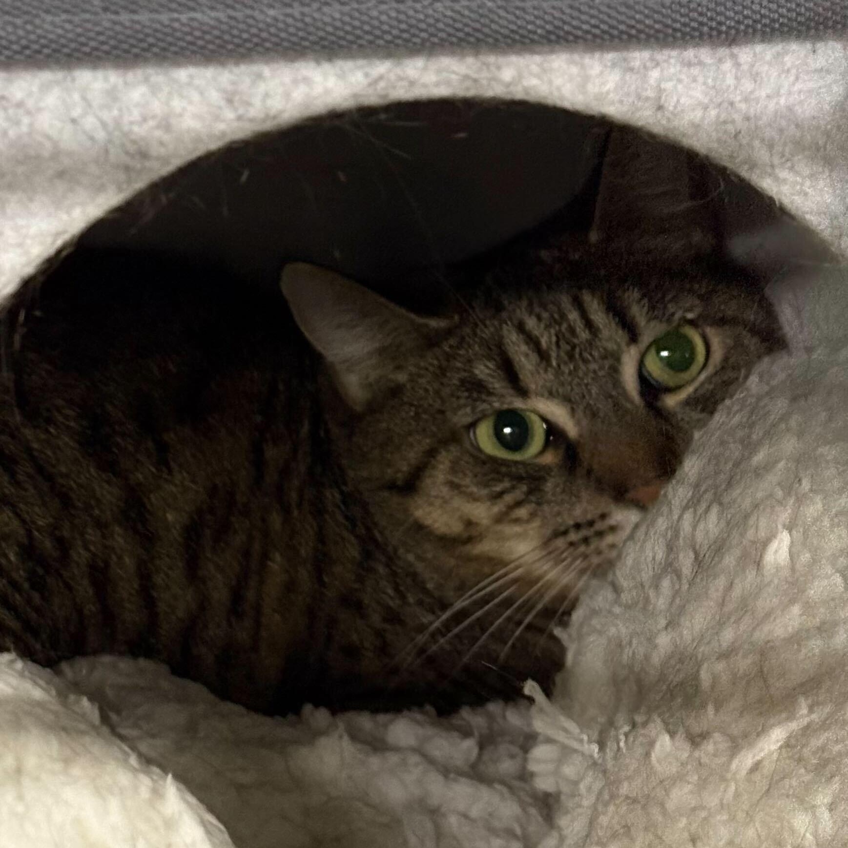 Enlarge Pawtucket, an adopted Domestic Short Hair in Waltham, MA image 6/6