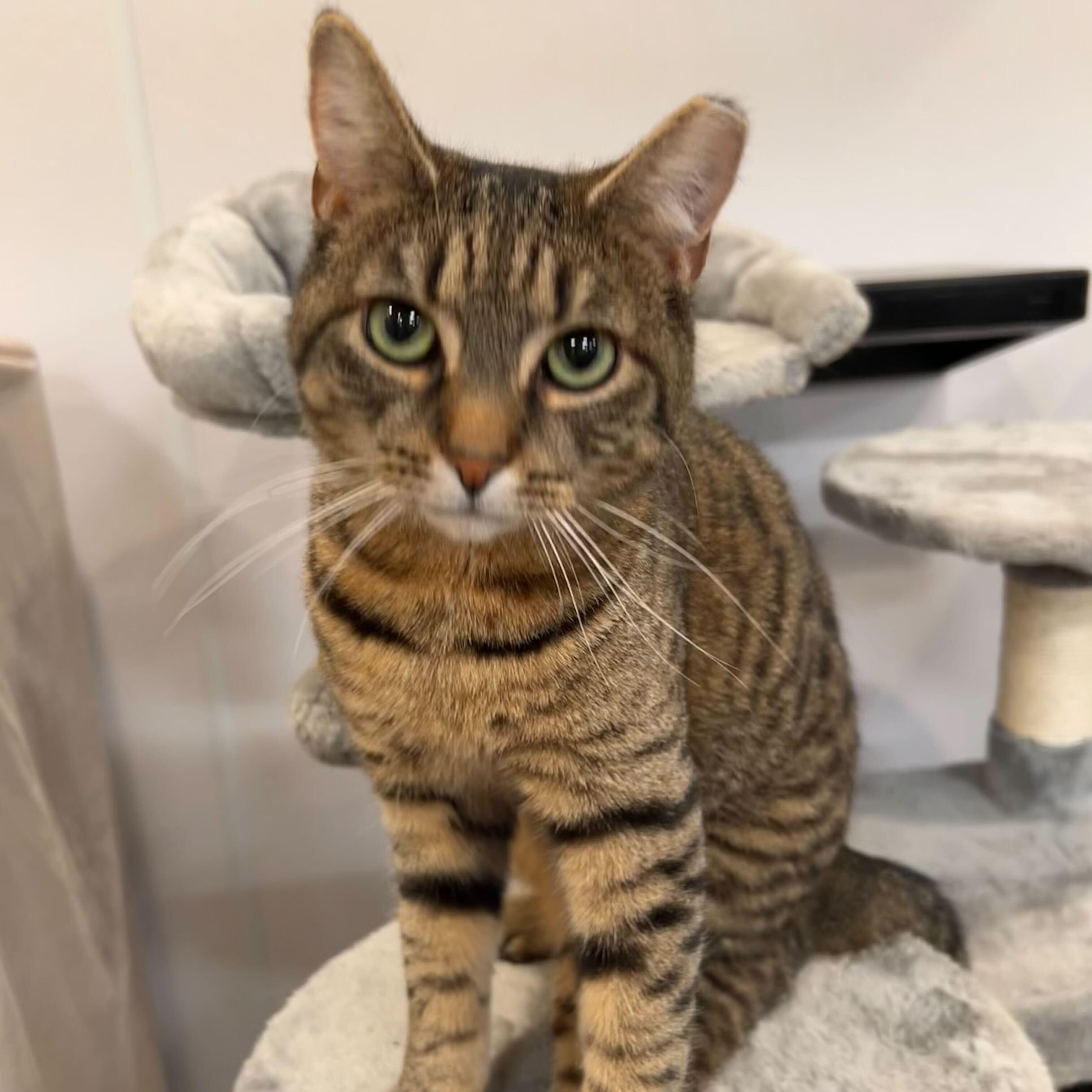 Enlarge Pawtucket, an adopted Domestic Short Hair in Waltham, MA image 3/6