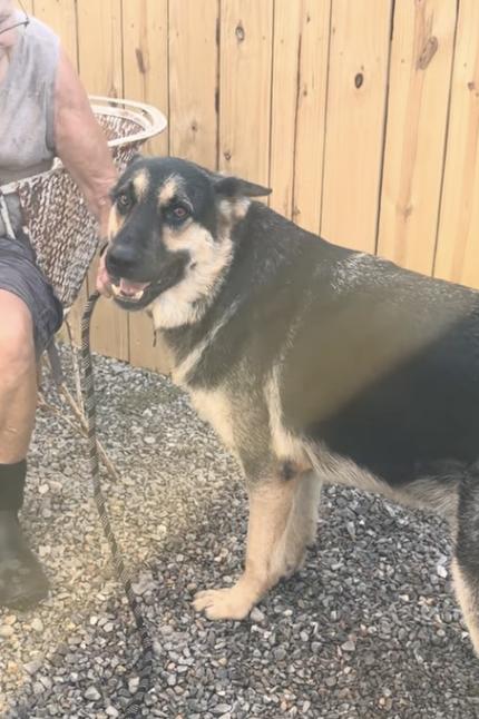 Satchmo, an adoptable German Shepherd Dog in Greeneville, TN image 1/6