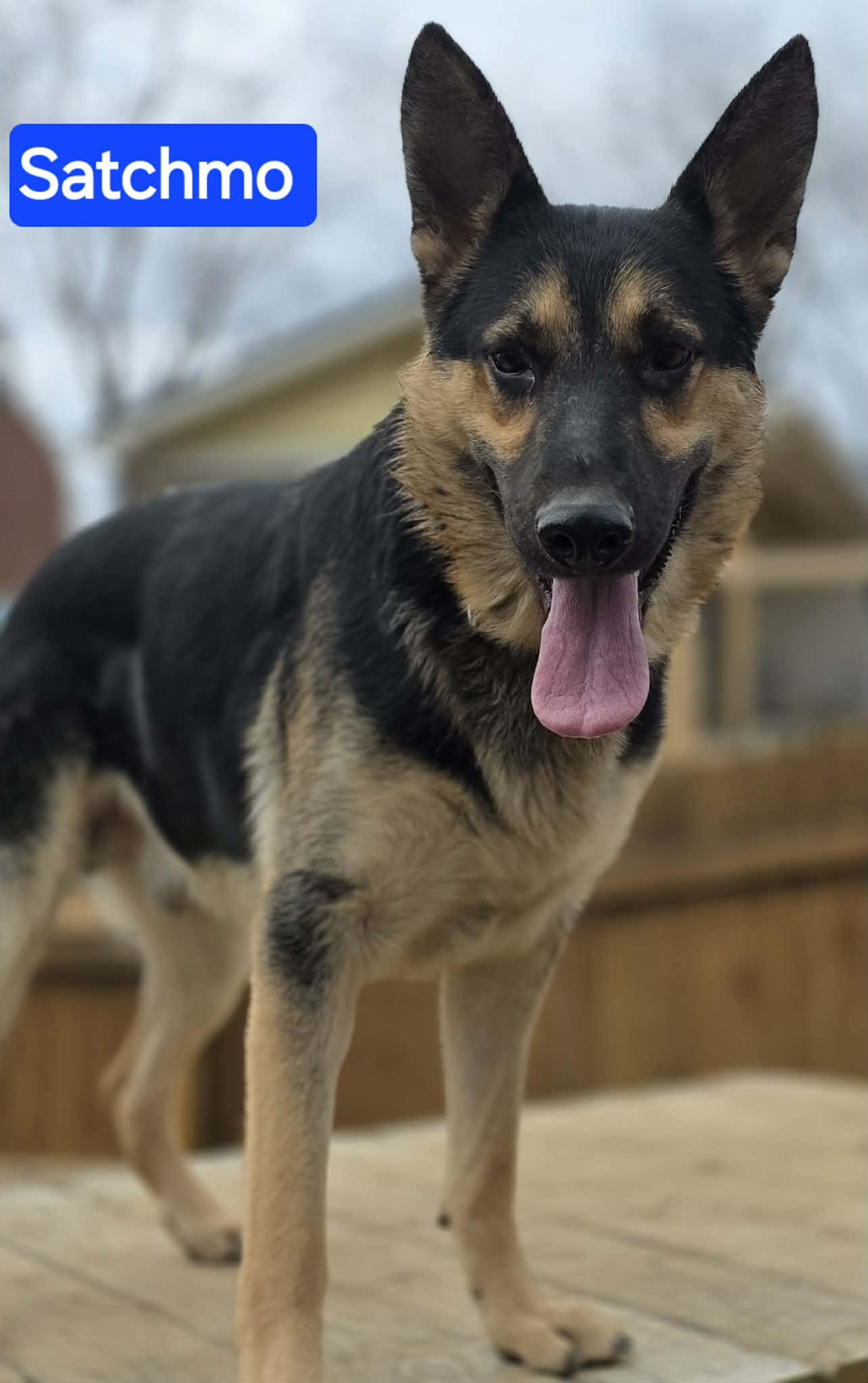 Enlarge Satchmo (FOSTERED IN MD), an adoptable German Shepherd Dog in Greeneville, TN image 1/6