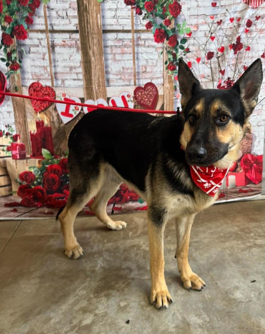 Enlarge Satchmo (FOSTERED IN MD), an adoptable German Shepherd Dog in Greeneville, TN image 6/6