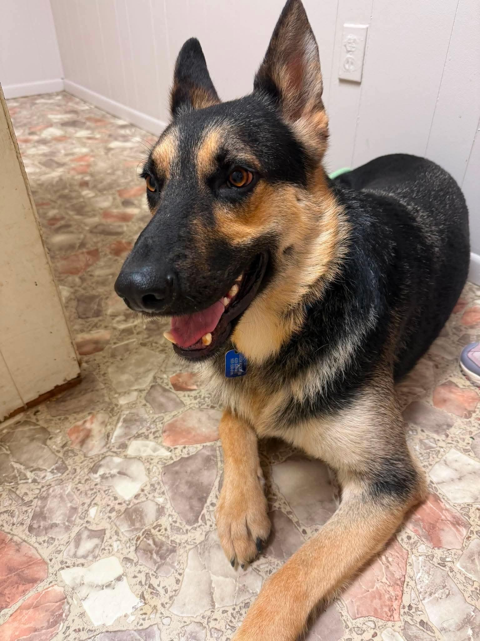 Enlarge Satchmo, an adoptable German Shepherd Dog in Greeneville, TN image 2/6