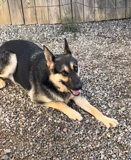 Satchmo, an adoptable German Shepherd Dog in Greeneville, TN image 2/6