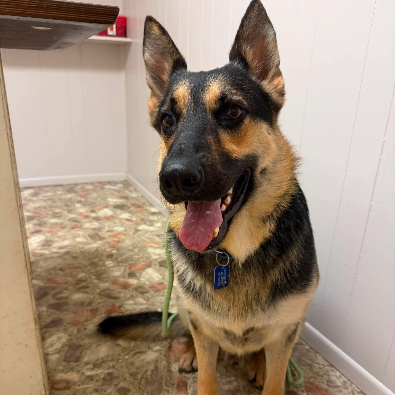 Enlarge Satchmo, an adoptable German Shepherd Dog in Greeneville, TN image 1/6