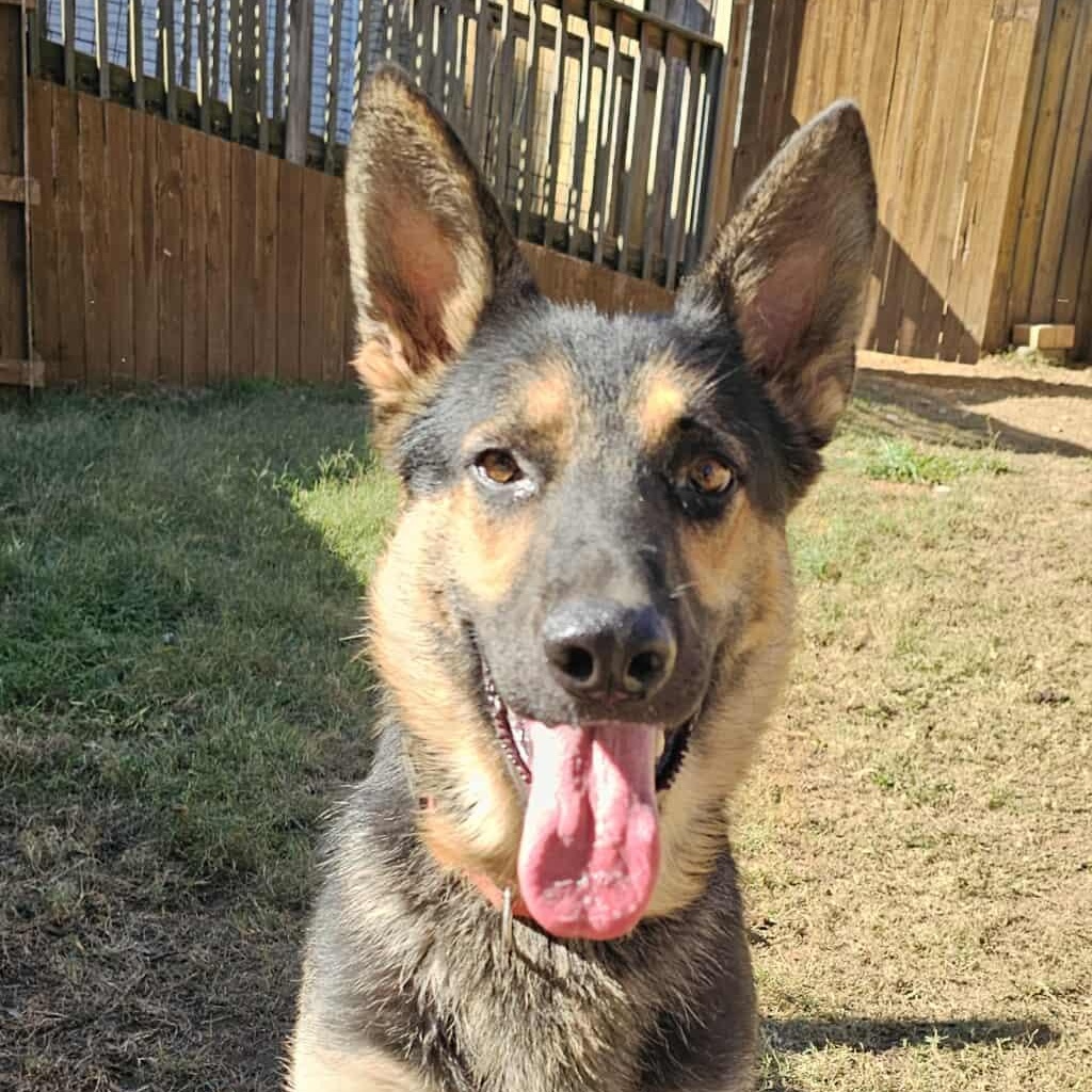 Satchmo, Adoptable, Adult Male German Shepherd Dog.