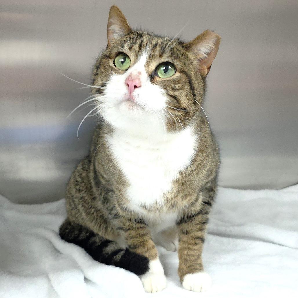 Luka, a Adoptable Domestic Short Hair in Michigan City, IN image 1/4