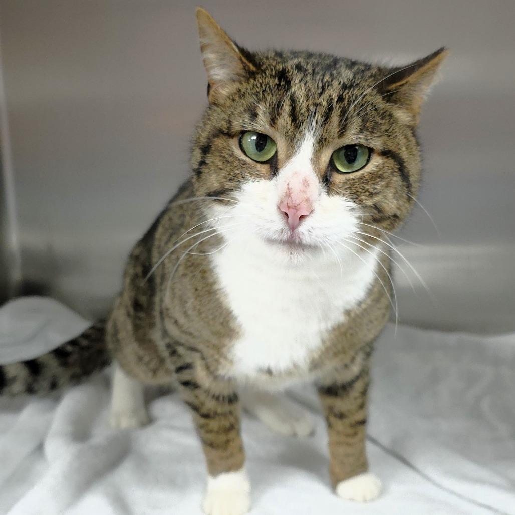 Luka, a Adoptable Domestic Short Hair in Michigan City, IN image 2/4