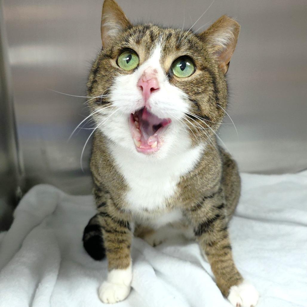 Luka, a Adoptable Domestic Short Hair in Michigan City, IN image 3/4