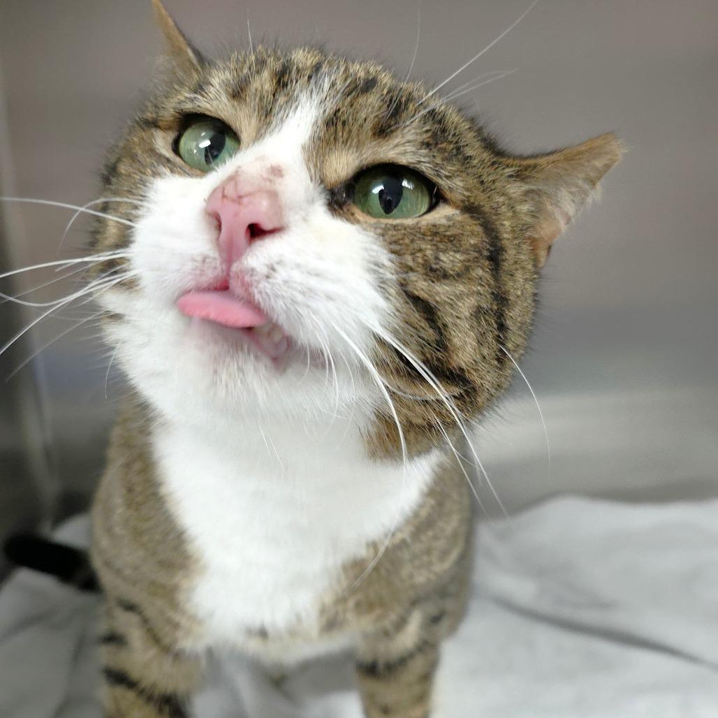 Luka, a Adoptable Domestic Short Hair in Michigan City, IN image 4/4