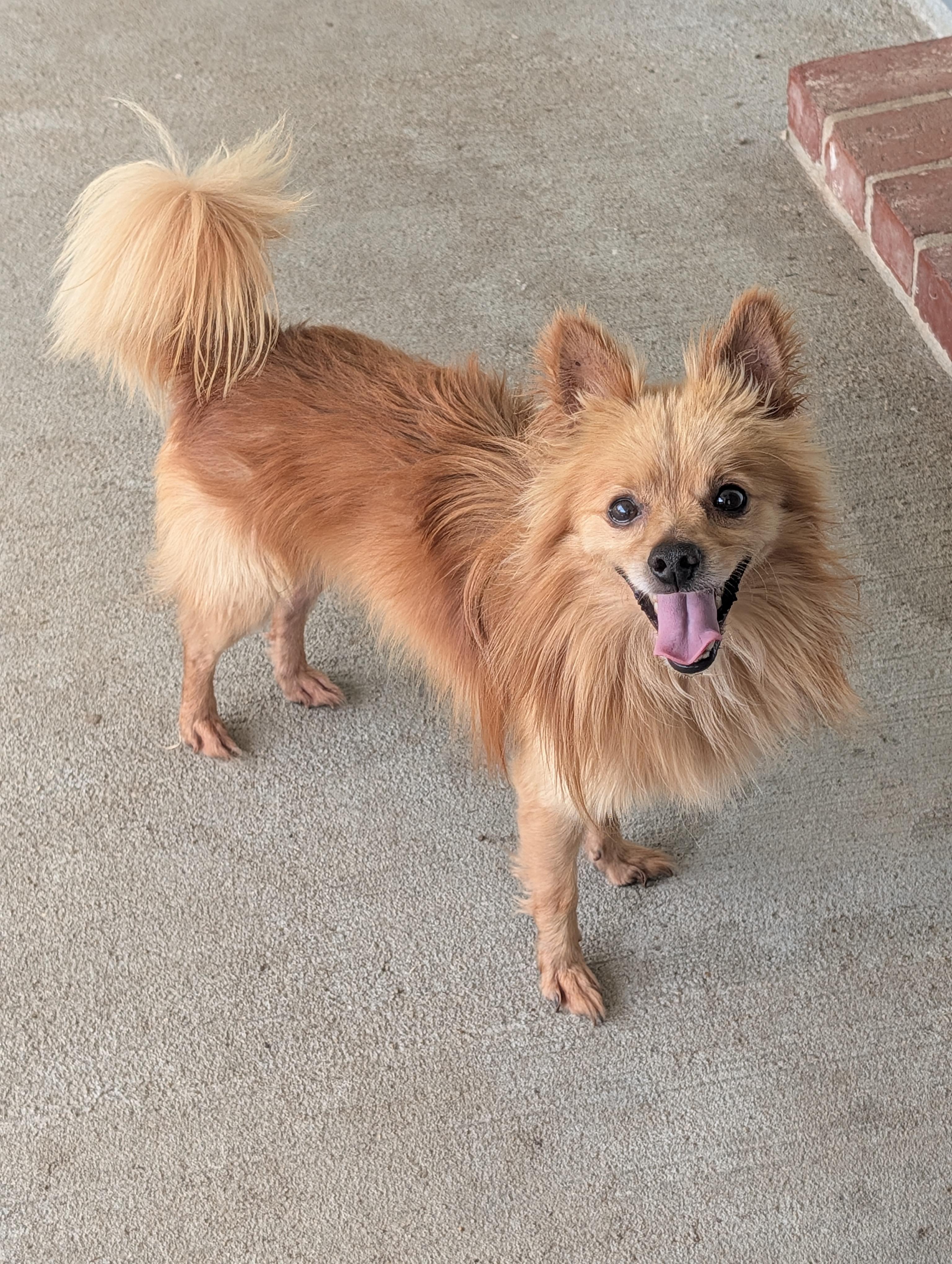 Buddy, a Adoptable mixed breed in Baton Rouge, LA image 1/3