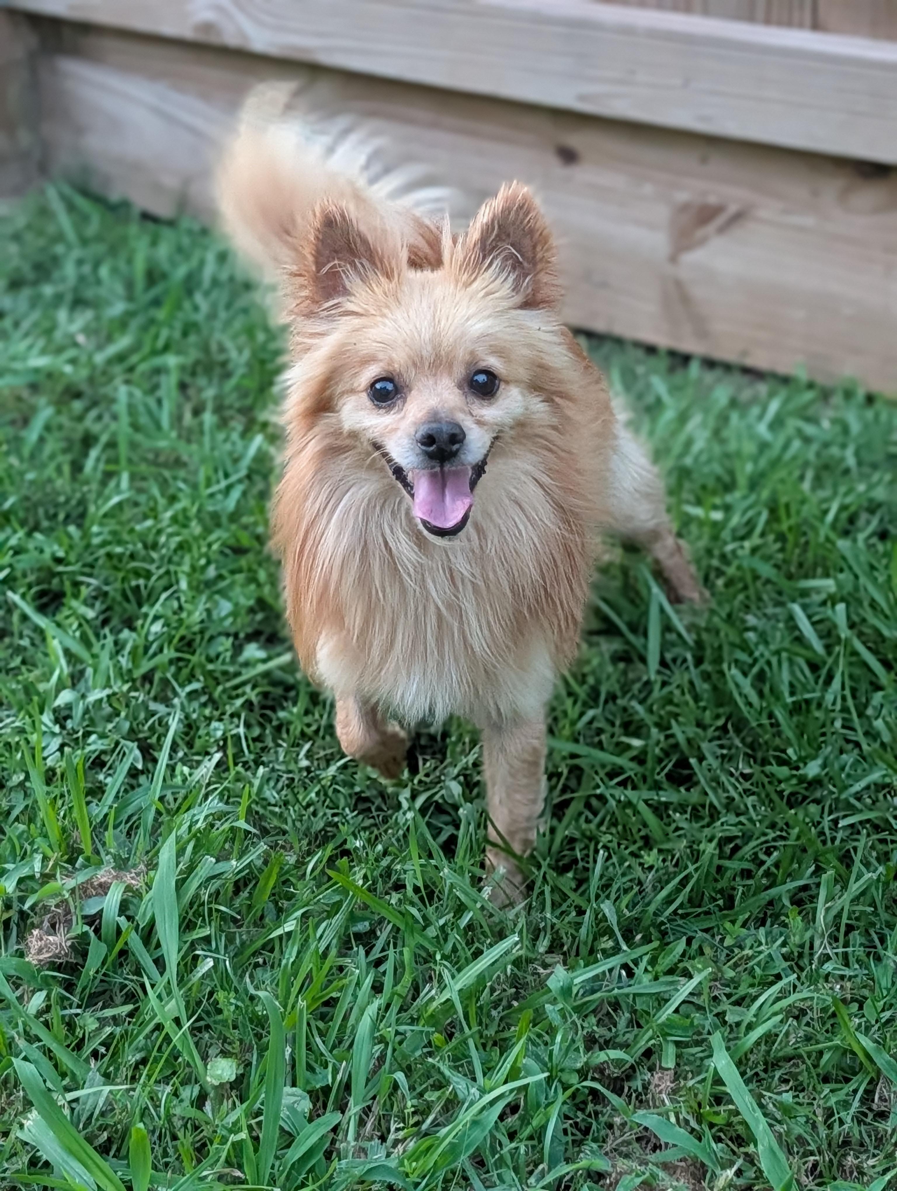 Buddy, a Adoptable mixed breed in Baton Rouge, LA image 2/3