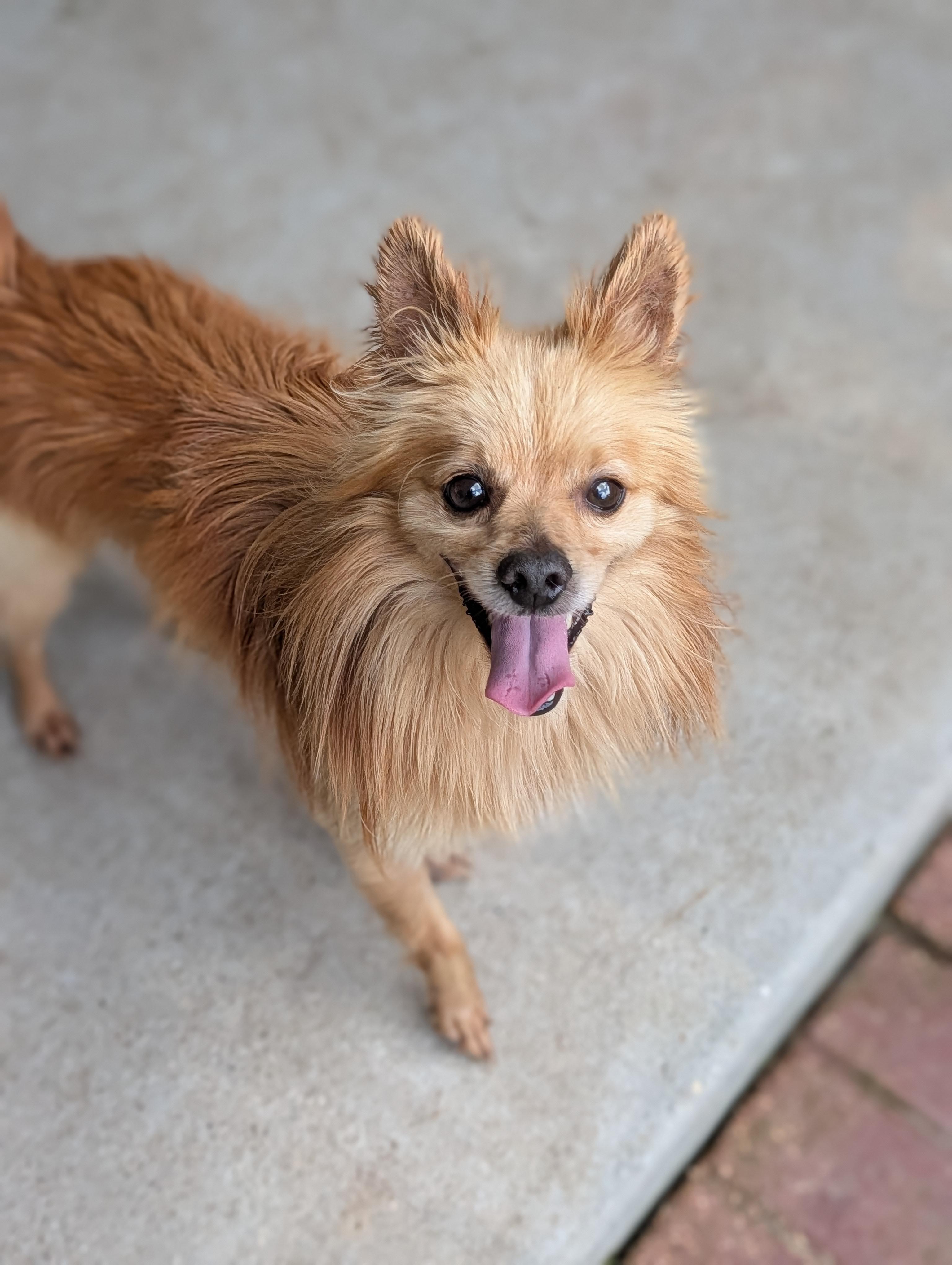 Buddy, a Adoptable mixed breed in Baton Rouge, LA image 3/3