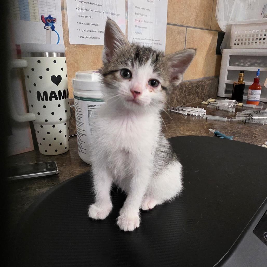 Enlarge Piglet, a Adoptable Domestic Short Hair in Eureka Springs, AR image 1/1