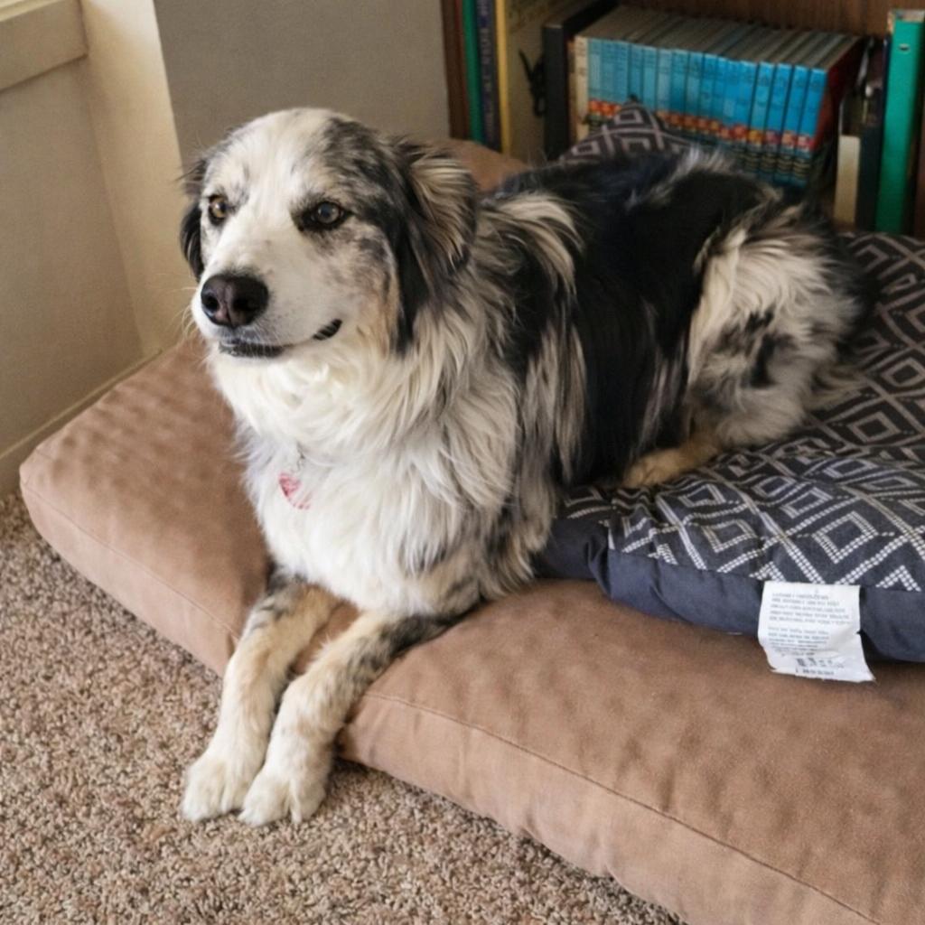 Enlarge Sully, a Adopted Australian Shepherd in Laramie, WY image 3/3