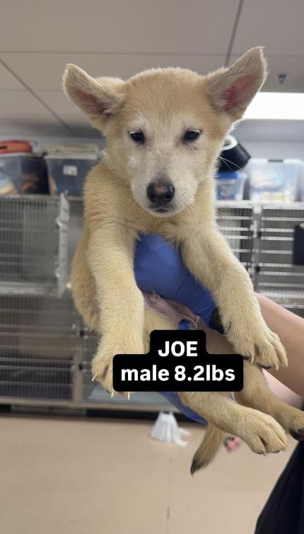 Enlarge Joe CA, a Adoptable Husky in Hillside, IL image 1/3