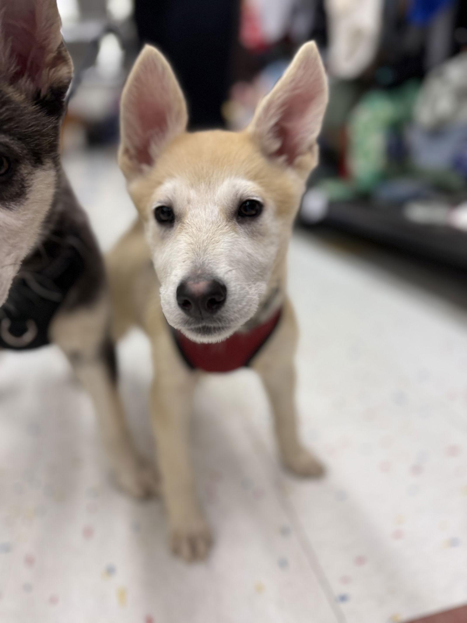 Enlarge Joe CA, a Adoptable Husky in Hillside, IL image 2/3