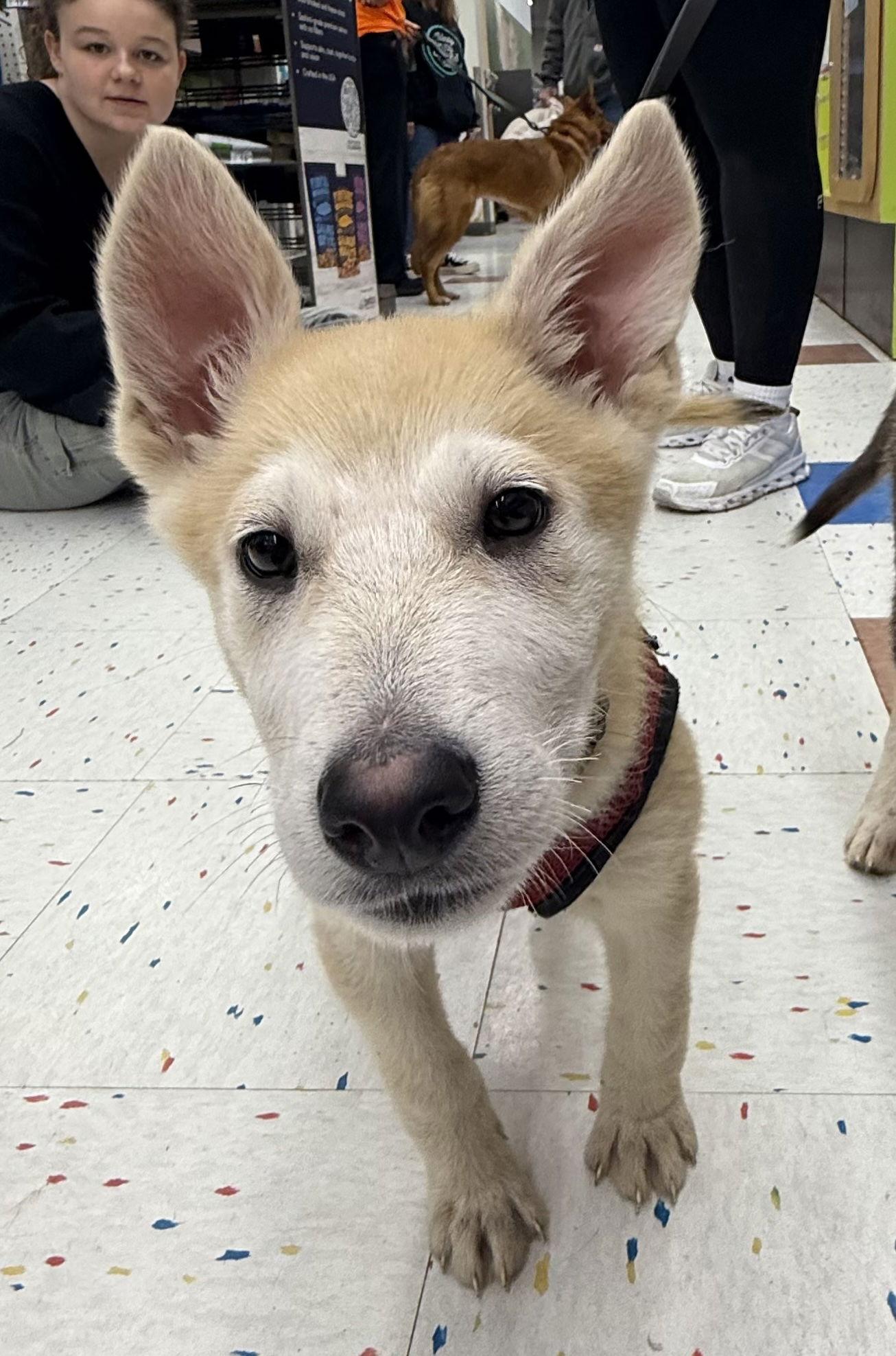 Enlarge Joe CA, a Adoptable Husky in Hillside, IL image 3/3