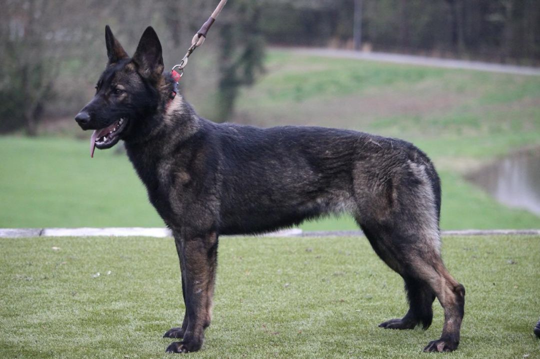 Enlarge Queen, a Adopted German Shepherd Dog in Delray Beach, FL image 1/6