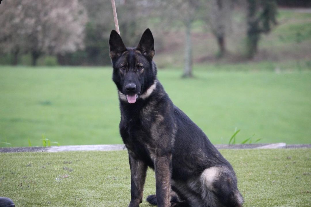 Enlarge Queen, a Adopted German Shepherd Dog in Delray Beach, FL image 2/6