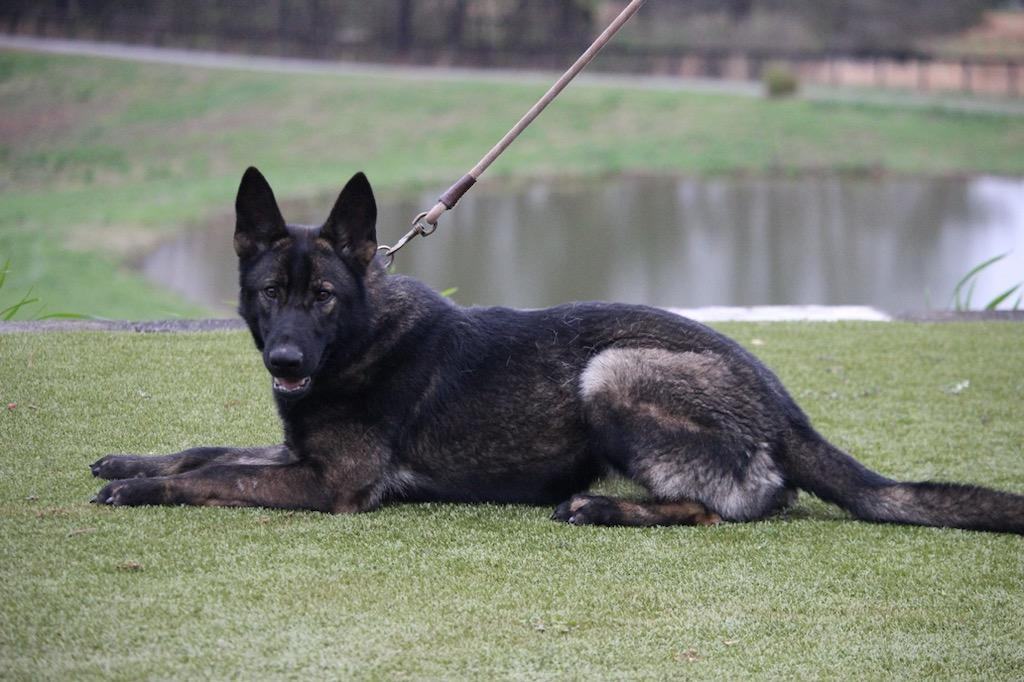 Enlarge Queen, a Adopted German Shepherd Dog in Delray Beach, FL image 3/6