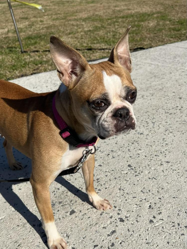 Shelby Agnus Workman Chattanooga, TN 4821, Adoptable, Adult Female Boston Terrier.