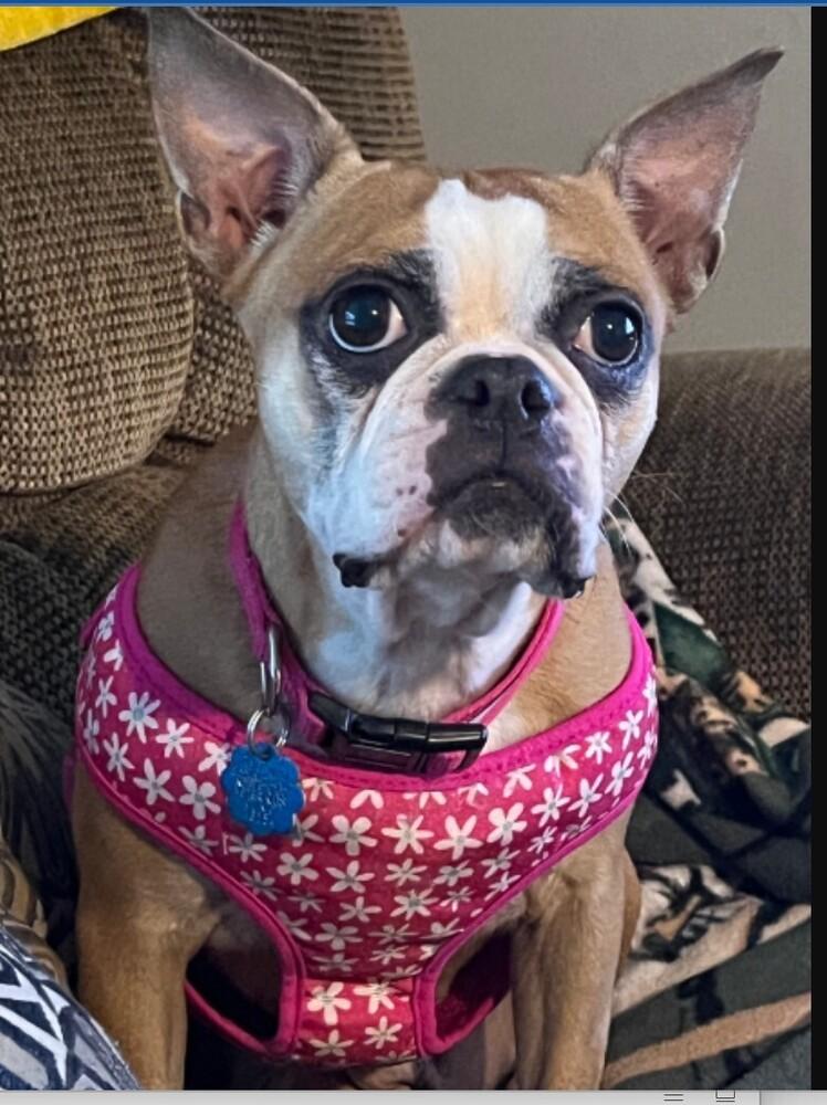 Enlarge Shelby Agnus Workman Chattanooga, TN 4821, a Adoptable Boston Terrier in Maryville, TN image 5/6