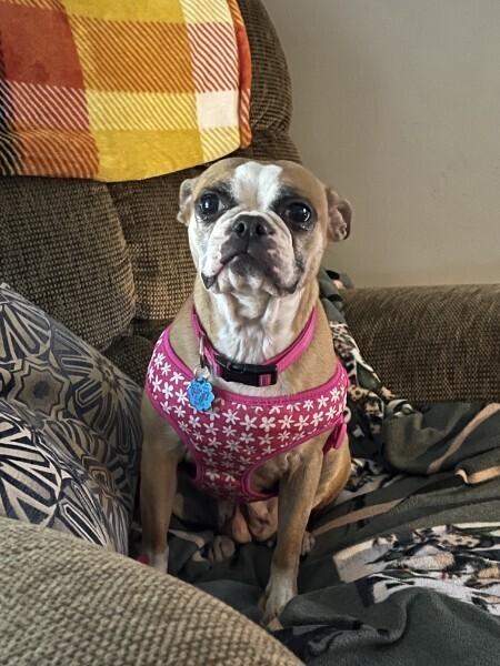 Enlarge Shelby Agnus Workman Chattanooga, TN 4821, a Adoptable Boston Terrier in Maryville, TN image 6/6