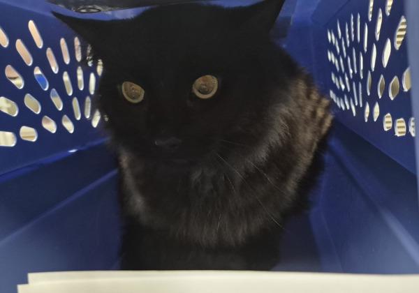 Jarlaxle- In Foster, Adoptable, Adult Male Domestic Long Hair.