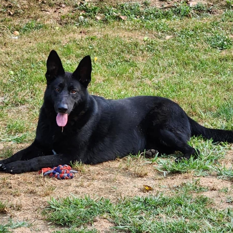 Enlarge Jetta, a Adopted German Shepherd Dog in Lucasville, OH image 1/3